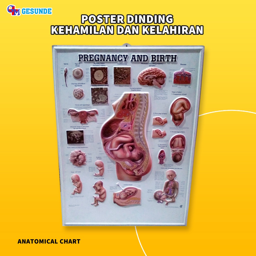 Jual Poster Gambar Ibu Hamil & Proses Melahirkan 3D/Anatomi Chart Ibu ...