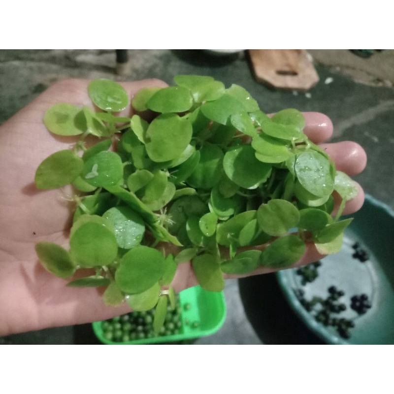 Jual progbit Amazon tanaman apung / untuk aquascape dan kolam | Shopee ...