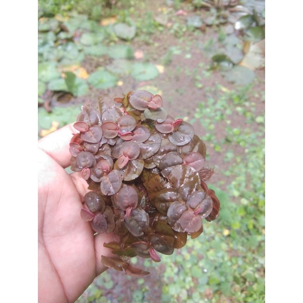 Jual progbit red fluitan tanaman apung | Shopee Indonesia