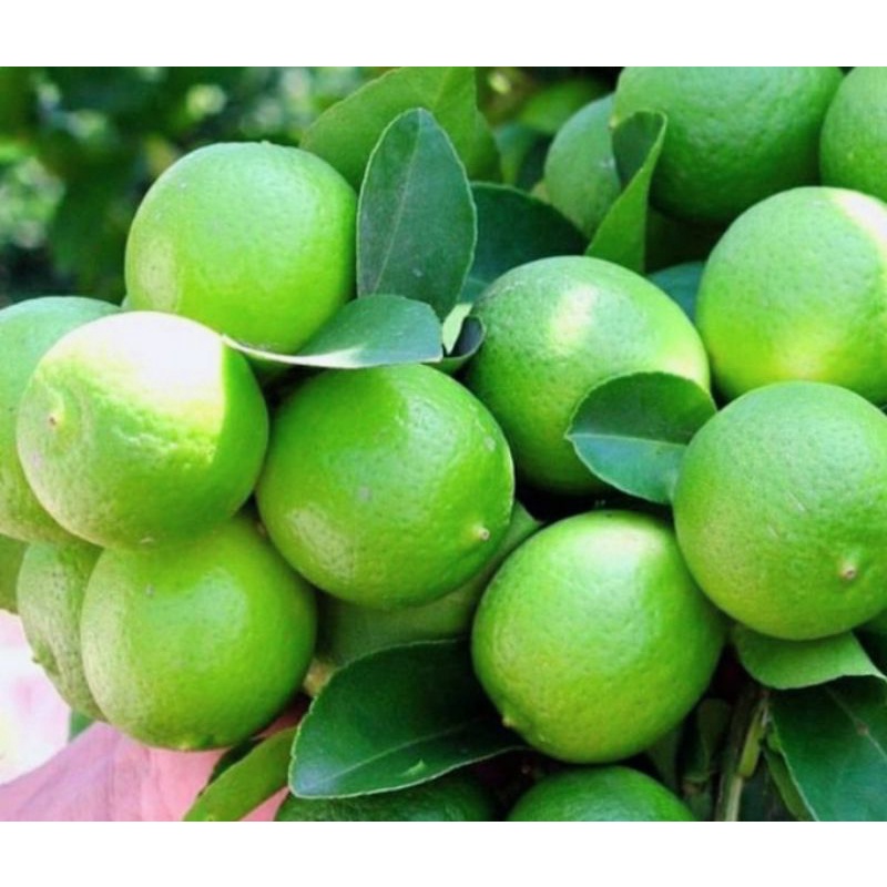 Jual Jeruk Nipis 500 Gr | Shopee Indonesia
