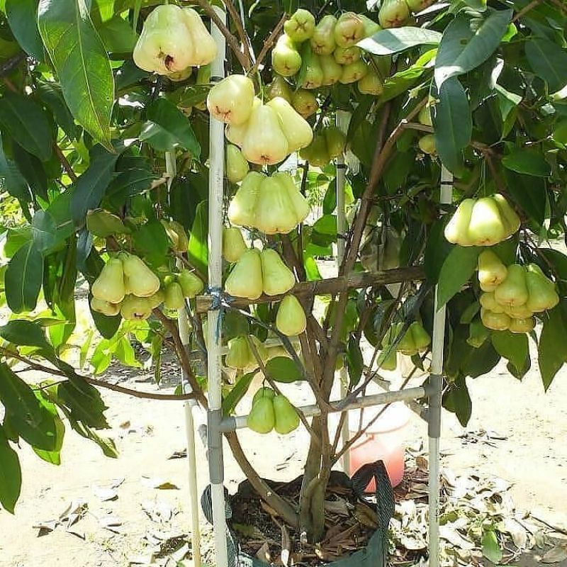 Jual Bibit Tanaman Buah Jambu Air Madu Deli Hijau Bisa Di Tanam Dan