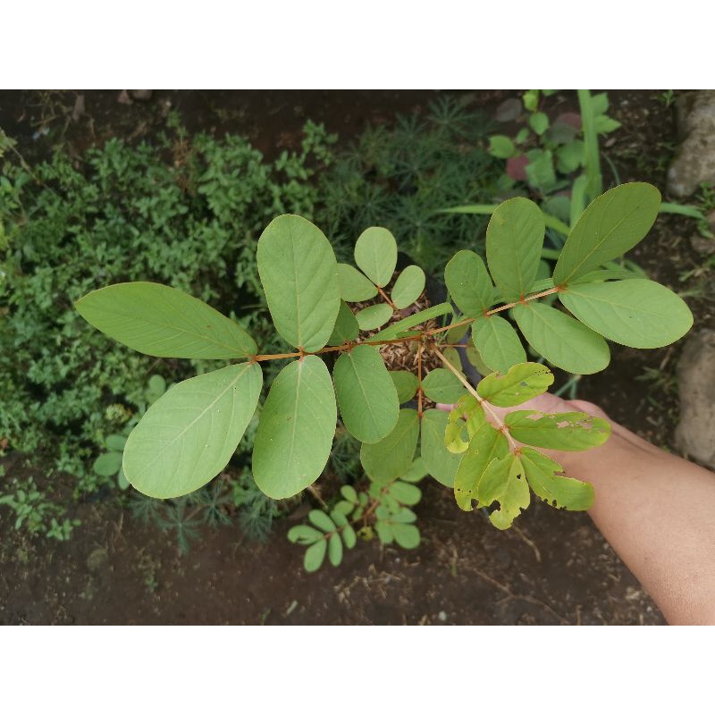 Jual Tanaman Herbal ketepeng cina / Ketapang cina / kaskado / daun ...