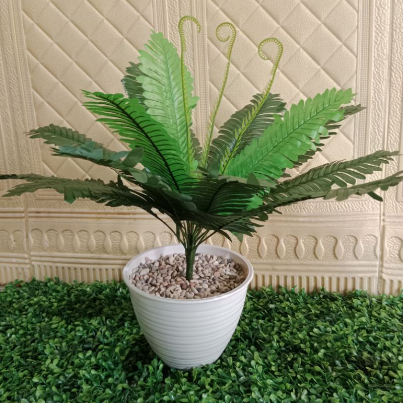 Jual Pakis ulat pot tawon plastik, daun pakis ulat premium | Shopee ...