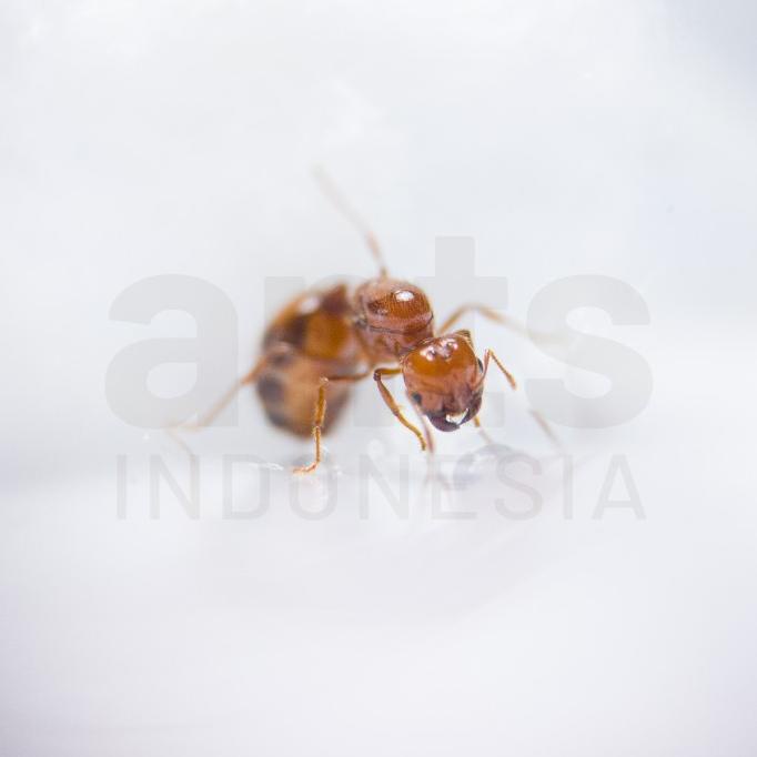 Jual Solenopsis Geminata - Ant Queen - Ratu Semut | Shopee Indonesia