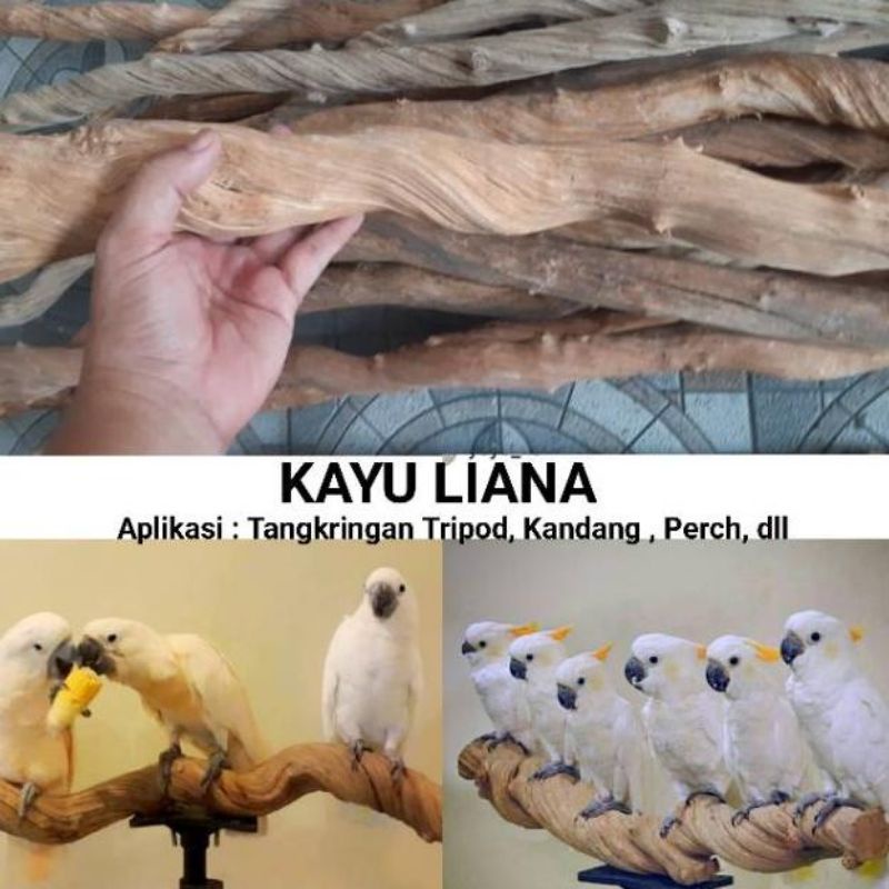 Jual Kayu lianan diameter 5 - 6cm panjand 2 meter | Shopee Indonesia