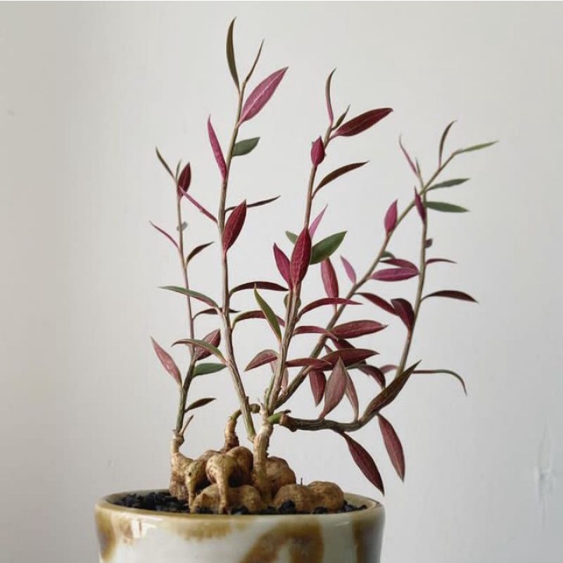 Sukulen Monadenium Rubellum