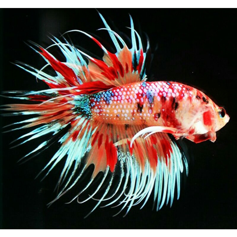 Jual Serit/Crowntail Multicolour Premium Colection | Shopee Indonesia