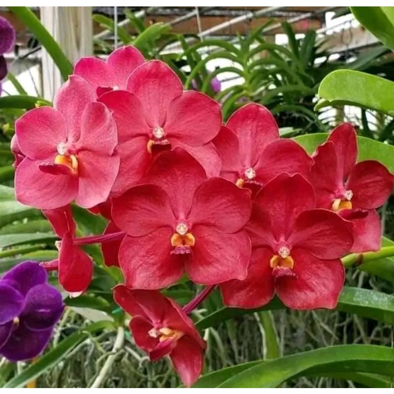 Jual Anggrek vanda Reed bonza Dewasa | Shopee Indonesia