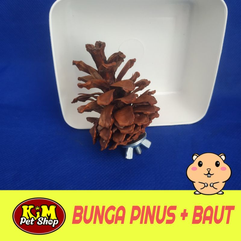 Jual Bunga pinus+baut | Shopee Indonesia