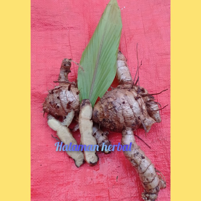 Jual Kunyit Putih Temu Putih Segar 1kg Shopee Indonesia 0928