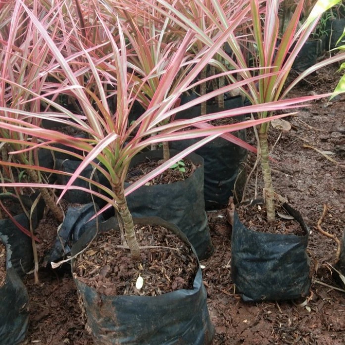 Jual pohon there color Tanaman hias outdor/indor | Shopee Indonesia