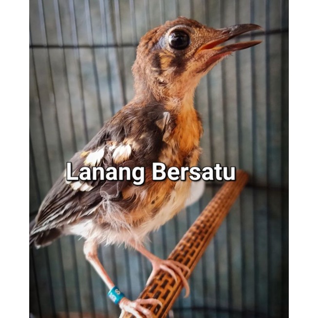 Jual Anis kembang trotol jantan sudah ngeriwik | Shopee Indonesia