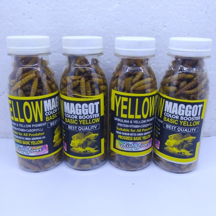 Jual Maggot Kering Yellow Color Booster Terbukti Mantab Buat Channa Dll ...