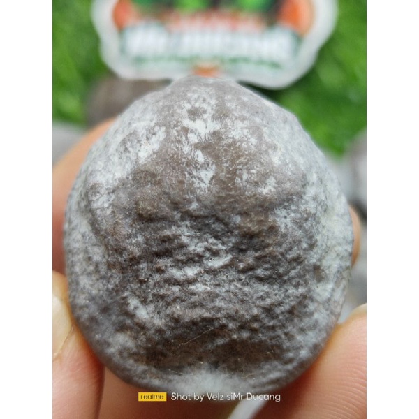Jual MUNCANG ADU JAYANTI ANK RD ( RAJA DESA) | Shopee Indonesia