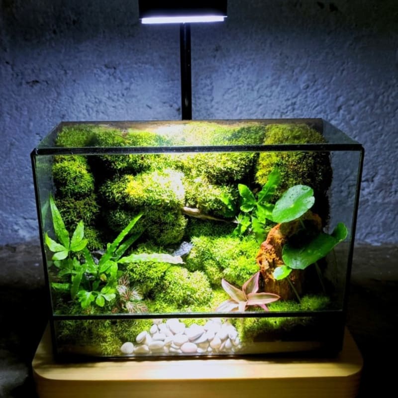 Jual Deep Forest Terrarium Gift Kado Hadiah Tanaman Ecological Earth