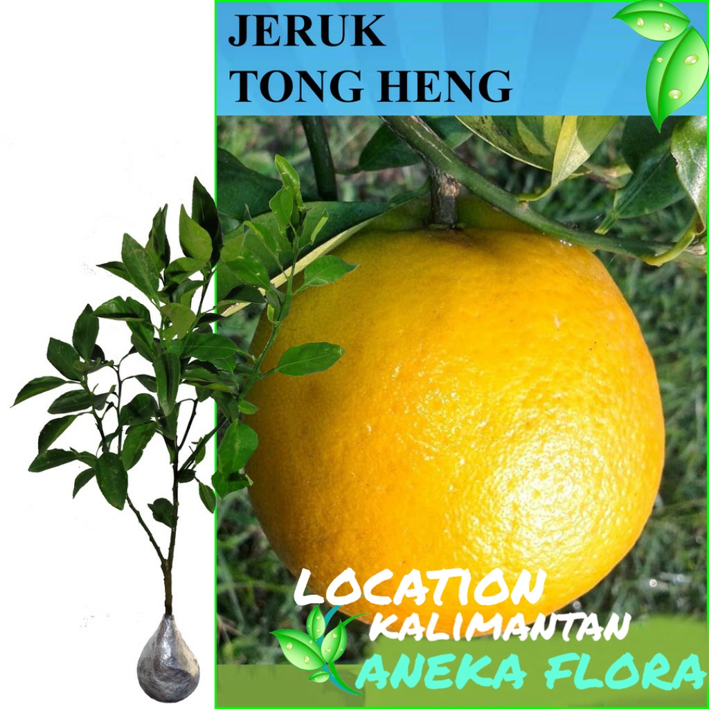 Jual Bibit Jeruk Tongheng Manis 60 80cm Shopee Indonesia