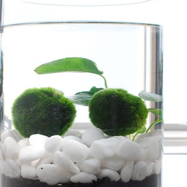 Jual Marimo moss ball hiasan aquarium aquascape - 2,5cm | Shopee Indonesia
