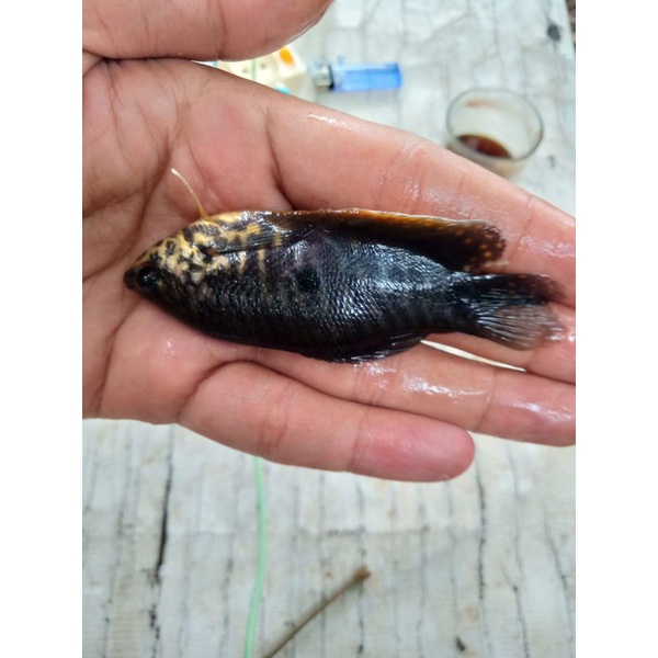 Jual ikan sepat sawah | Shopee Indonesia
