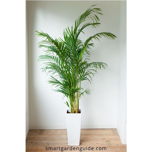 Jual TANAMAN HIAS POHON PALEM KUNING TINGGI 1 METER - TANAMAN HIAS