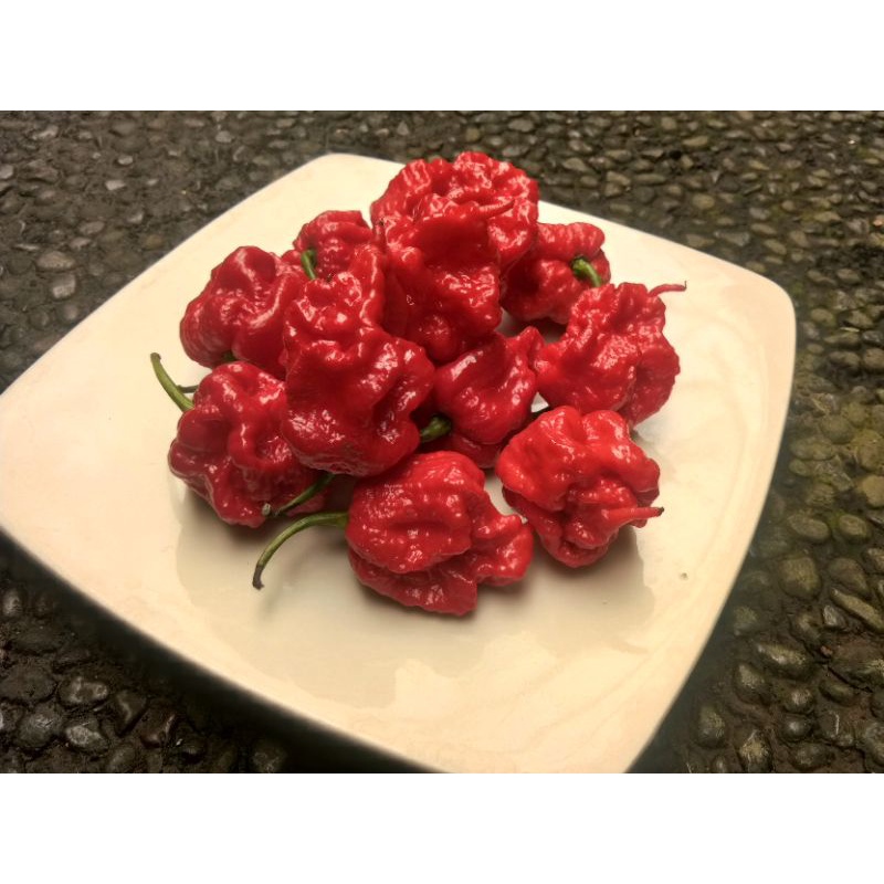 Jual benih unggul cabe carolina reaper red/benih fresh cabe carolina ...