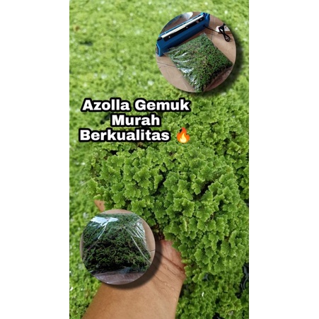 Jual [1KG] azolla gemuk || azola || azola pakan ikan dan ternak ...