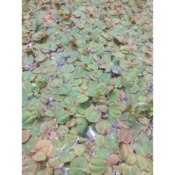 Jual progbit red fluitan tanaman apung | Shopee Indonesia