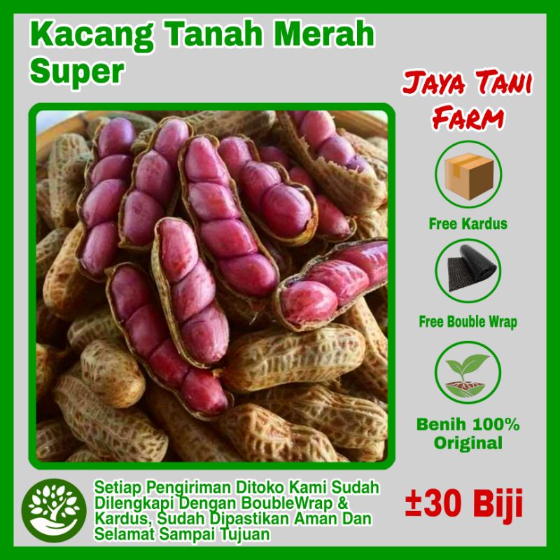 Jual 30 Biji Benih Kacang Tanah Kulit Merah Super Hibrida Red Skin