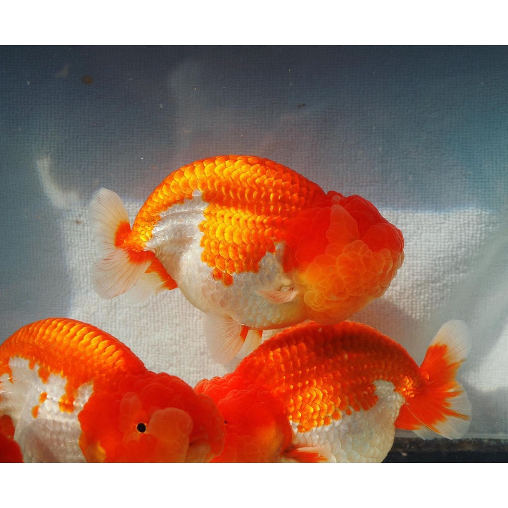 Jual Ikan Mas Koki Rancu jambul gen import / ikan hias rancu / ikan ...