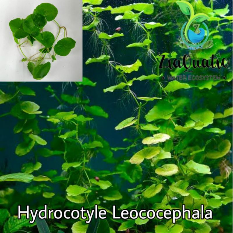 Jual Tanaman Aquascape Hydrocotyle Leococephala / Chana/Channa Shopee