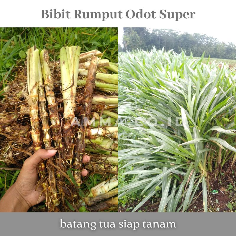Jual Bibit Rumput Odot Batang Tua 1 Kg | Shopee Indonesia