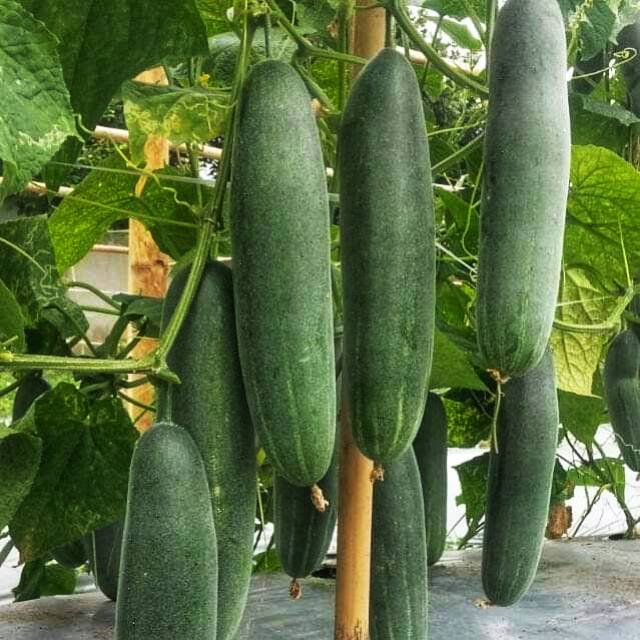 Jual 10 Bibit Timun Rujak Tipe Besar Panjang Buah Manis Benih Mentimun ...