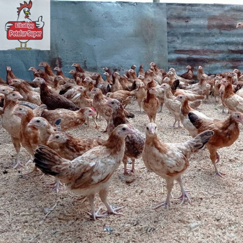 Jual Ayam Petelur Terlengkap & Harga Terbaru Agustus 2026 | Shopee ...
