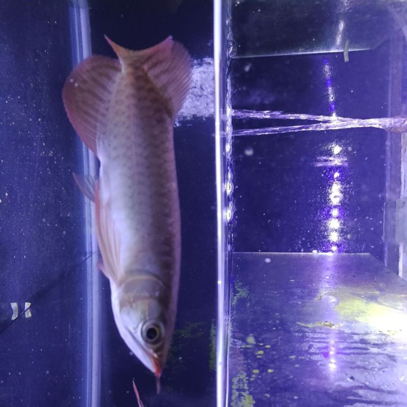 Jual ikan arwana super red 22cm | Shopee Indonesia