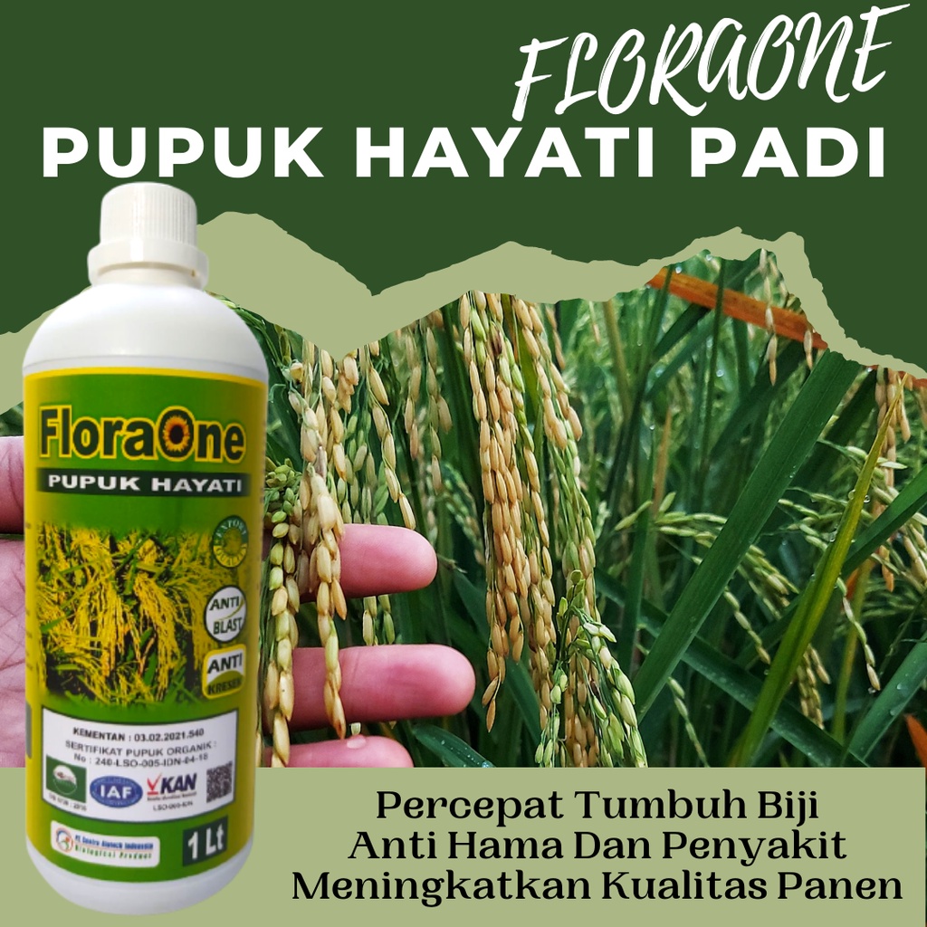 Jual Pupuk Padi Cair Terbaik Obat Bercak Daun Tanaman Padi Pupuk