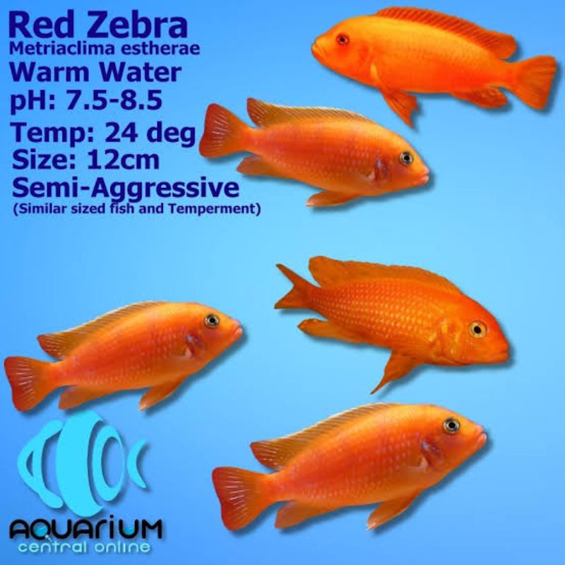 Jual Red Zebra | Shopee Indonesia