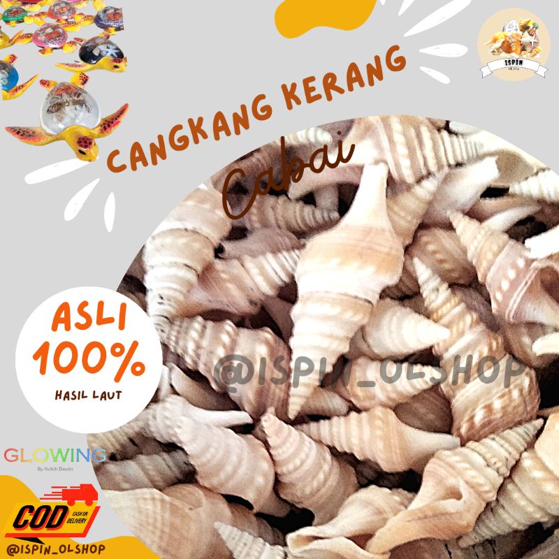 Jual KERANG TEROMPET / KERANG CABAI 100gr | Shopee Indonesia