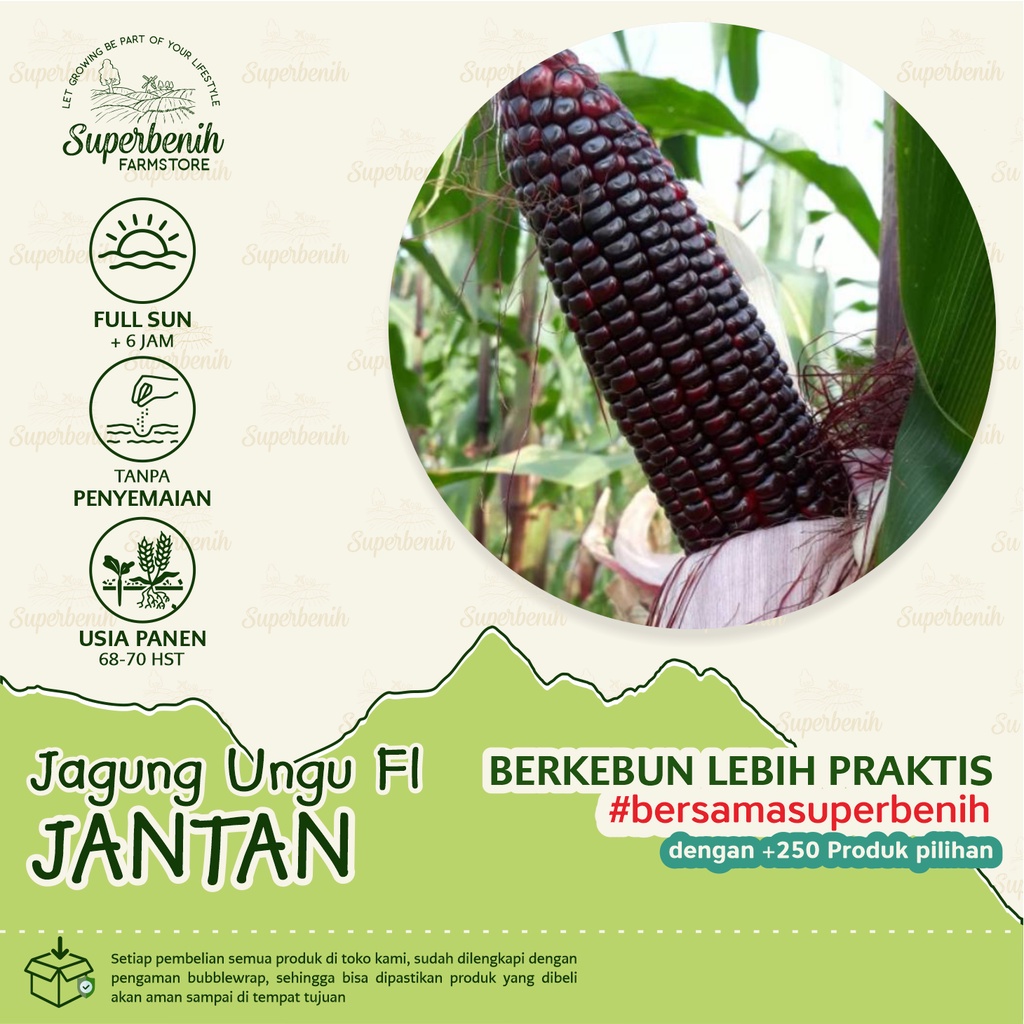 Jual 15 Biji Benih Jagung Ungu Jantan F1 Kaya Antioksidan Shopee