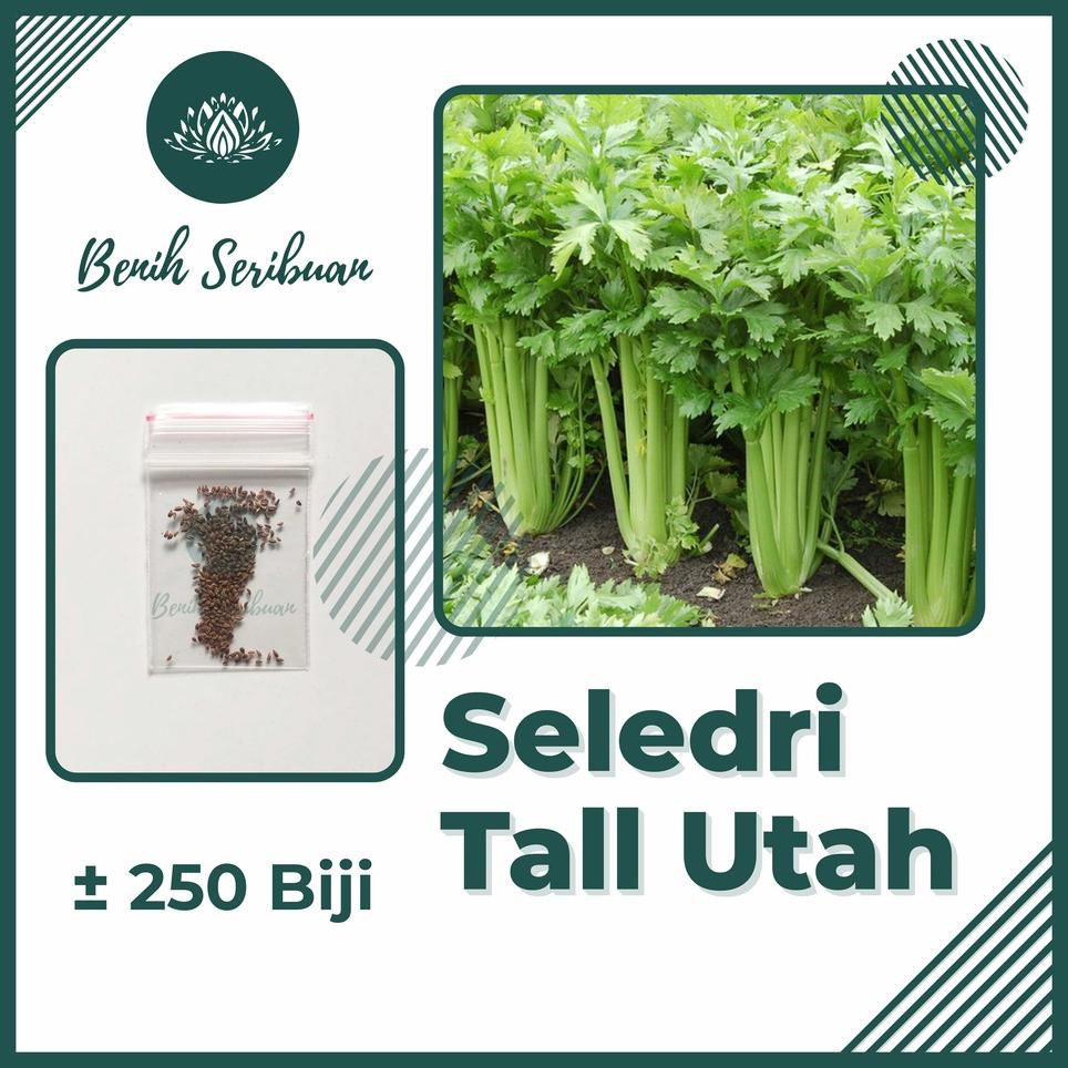 Jual Bs Byl Bibit Sayuran Benih Sayur Paket Lengkap Tanaman Hidroponik