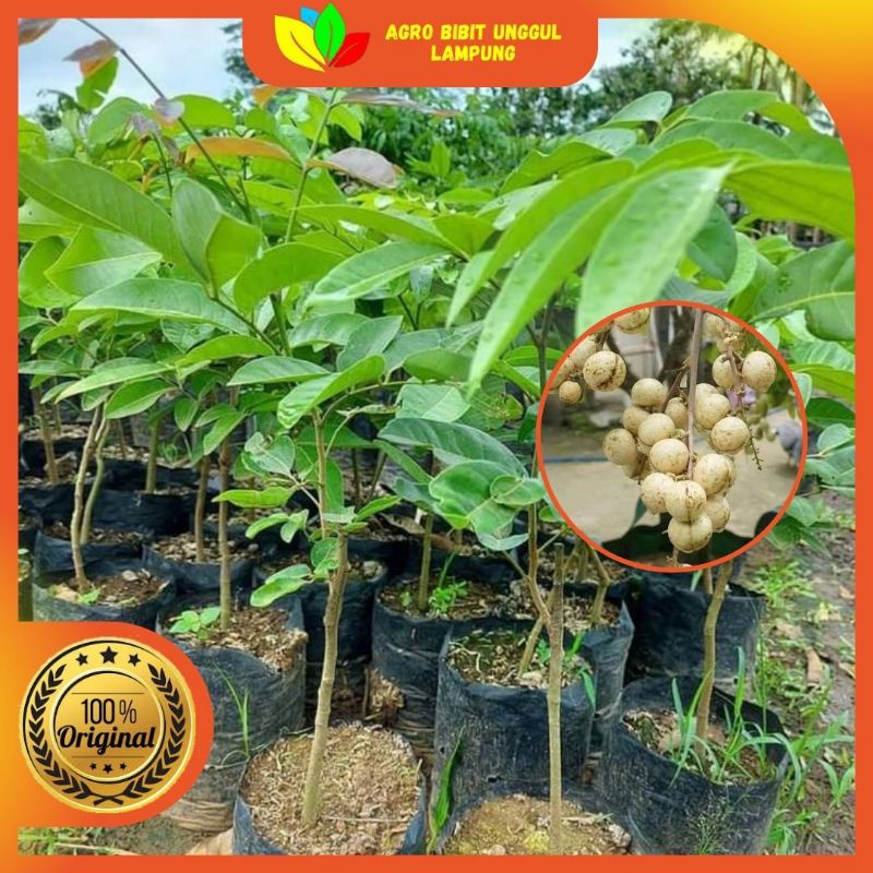 Jual Bibit Kelengkeng Matalada Asli Tanaman Okulasi Cepat Berbuah ...