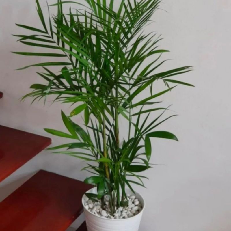 Jual Tanaman hias palem komodoria - sudah rumpun | Shopee Indonesia