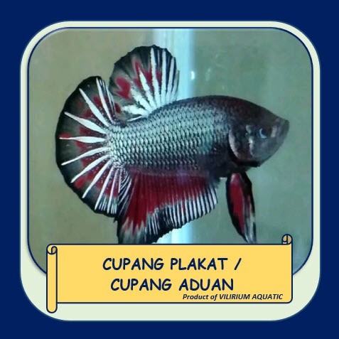 Jual IKAN HIAS AIR TAWAR - CUPANG PLAKAT / CUPANG ADU | Shopee Indonesia