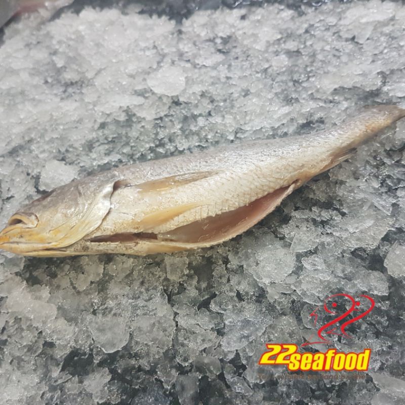 Jual Ikan Samge WGGS 1 kg / Bersih Tanpa Jeroan / Gulama Samge ...