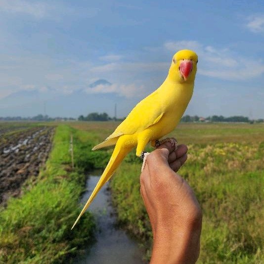Jual burung free fly Harga Terbaik Termurah November 2025