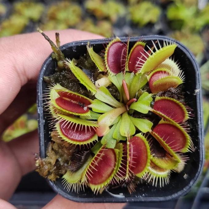 Jual [BISA COD] Venus flytrap tanaman karnivora pemakan serangga ...