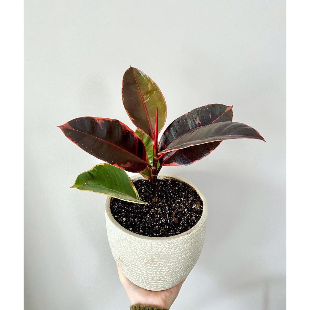 Jual Tanaman karet kebo tri color varigata / Ficus elastica variegata ...
