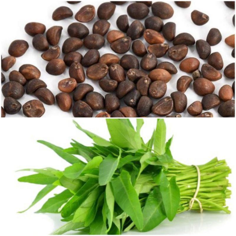 Jual 50 gram benih kangkung super ungul siap semai | Shopee Indonesia