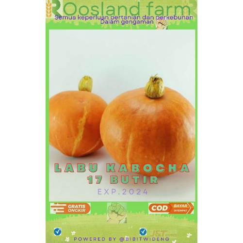 Jual LABU JEPANG KABOCHA 17 BUTIR | Shopee Indonesia