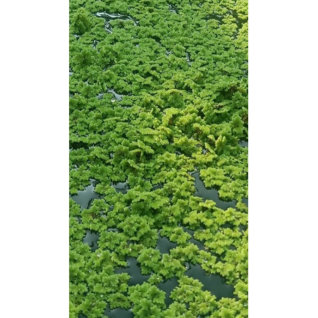Produk PETANI AZOLLA | Shopee Indonesia