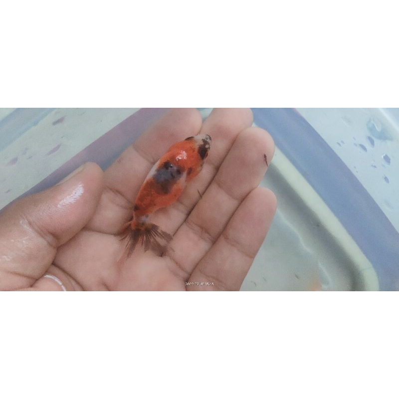 Jual IKAN HIAS KOKI RANCU KALIKO PANCA WARNA SIZE S | Shopee Indonesia