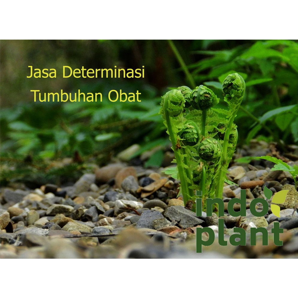Jasa Determinasi Tumbuhan Obat Identifikasi Tanaman Herbal